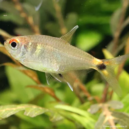 Schlusslichtsalmler - Hemigrammus Ocellifer