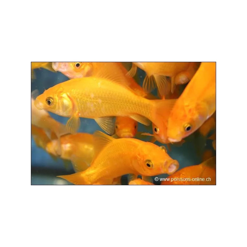 Goldfisch Yellow - Carassius Auratus