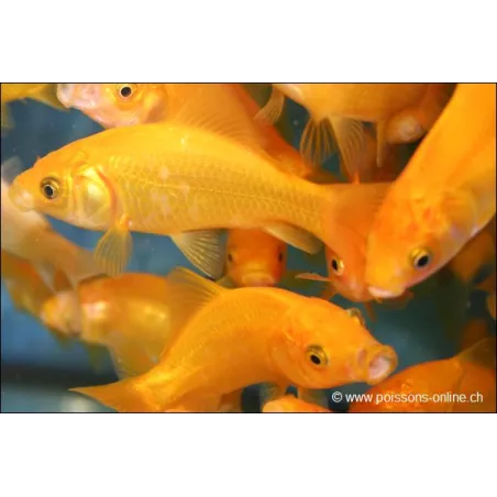 Goldfisch Yellow - Carassius Auratus