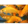 Goldfisch Yellow - Carassius Auratus