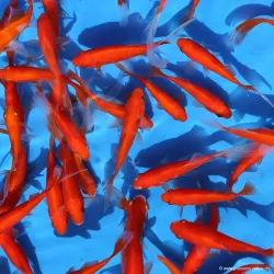 Pesce Rosso - Cometa Rossa - Carassius Auratus