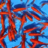 Goldfisch Red Comet - Carassius Auratus