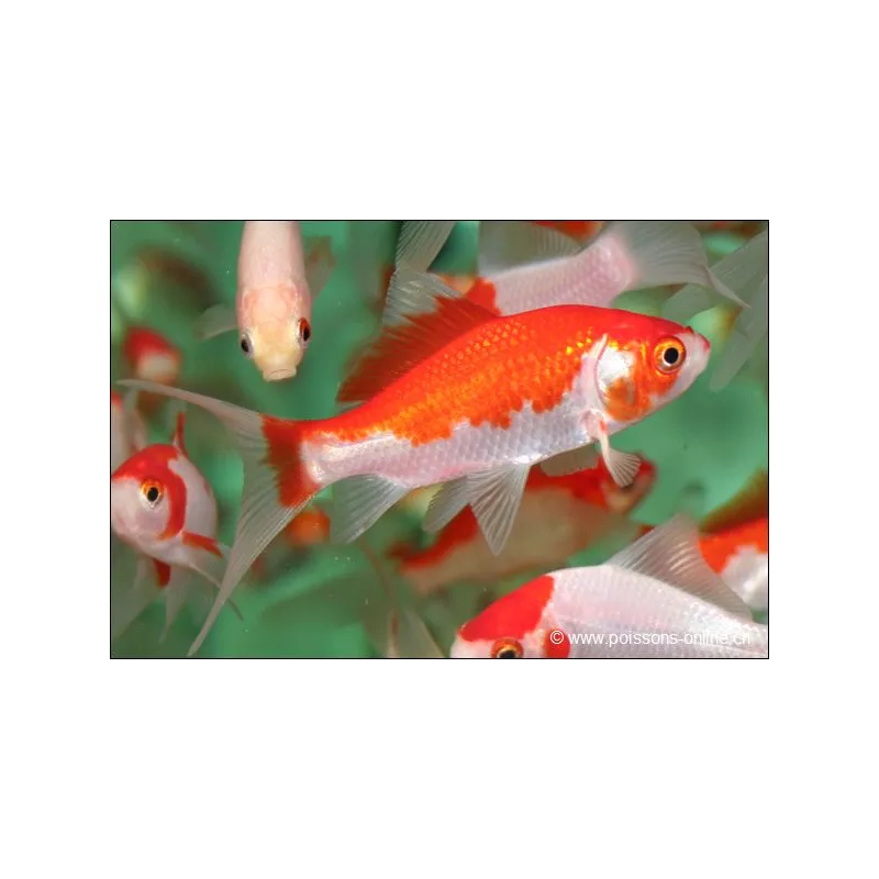 Goldfish - Comète Sarasa - Carassius Auratus