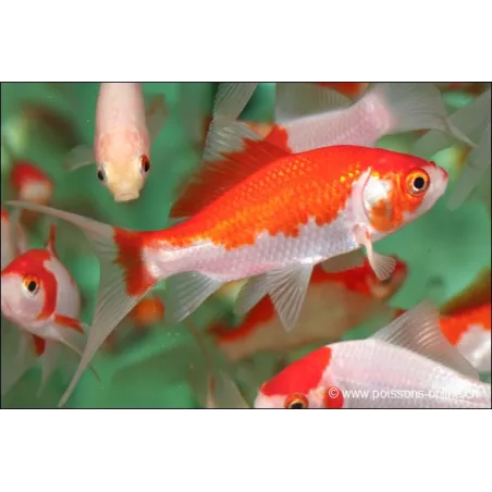 Goldfish - Comète Sarasa - Carassius Auratus