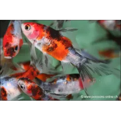 Goldfisch Shubunkin - Carassius Auratus