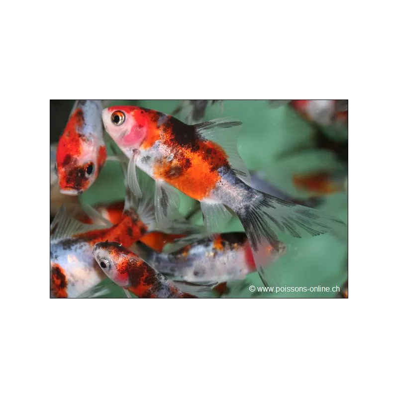 Pesce Rosso - Shubunkin - Carassius Auratus