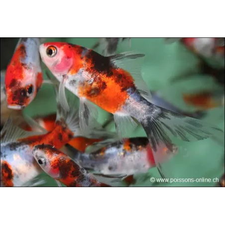 Goldfish - Shubunkin - Carassius Auratus