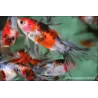 Goldfish - Shubunkin - Carassius Auratus