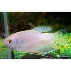 Gourami Blanc - Trichogaster Trichopterus White