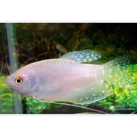Gourami Bianco - Trichogaster Trichopterus White