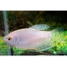 Gourami Bianco - Trichogaster Trichopterus White