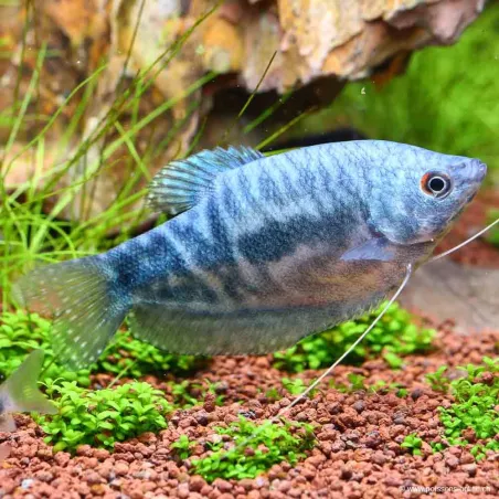 Gourami Bleu Marbré - Trichogaster Trichopterus Cosby