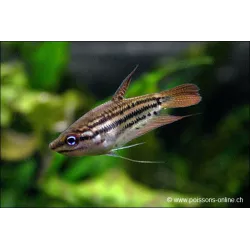 Gourami Grogneur Vittata - Trichopsis Vittata