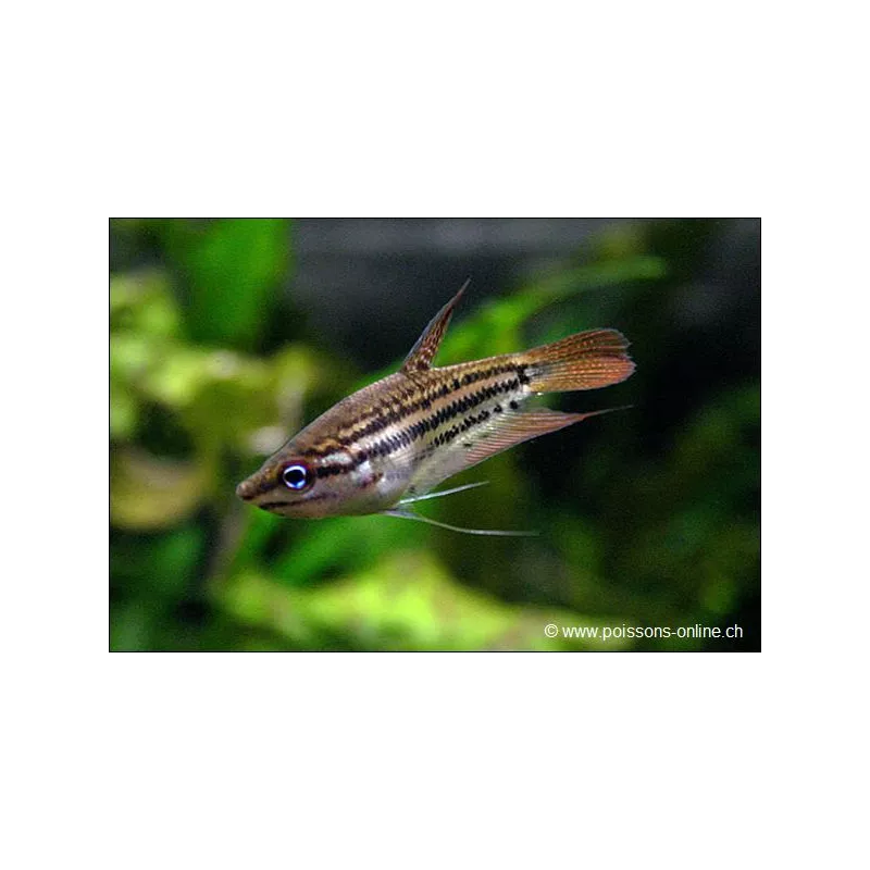 Gourami Grogneur Vittata - Trichopsis Vittata