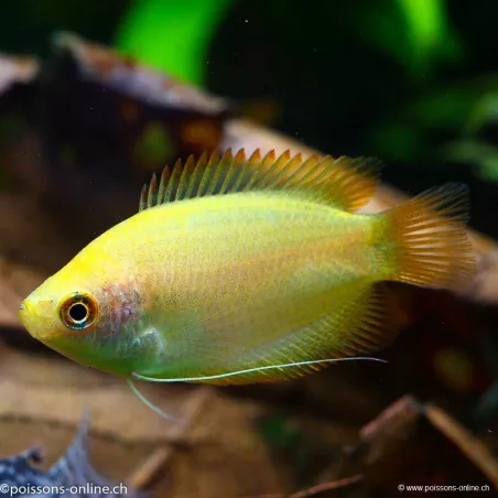 Gourami Or - Colisa Chuna Gold