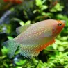 Gourami Perlé Jaune - Trichogaster Leeri Golden