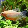 Gourami Perlé Jaune - Trichogaster Leeri Golden