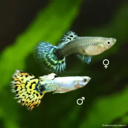 Guppy Fem. Bengal Tiger Yellow - Poecilia Reticulata