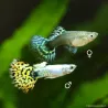 Guppy Weibchen Bengal Tiger Yellow - Poecilia Reticulata