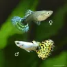 Guppy Fem. Bengal Tiger Yellow - Poecilia Reticulata