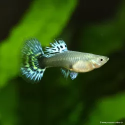 Guppy Weibchen Bengal Tiger Yellow - Poecilia Reticulata