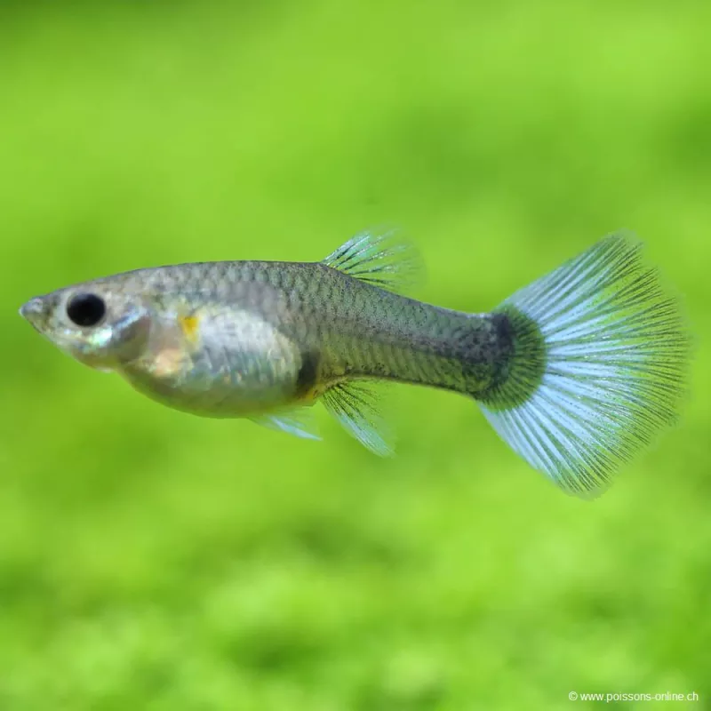 Guppy Femelle Bleu - Poecilia Reticulata