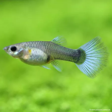 Guppy Femelle Bleu - Poecilia Reticulata