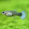 Guppy Femelle Bleu - Poecilia Reticulata