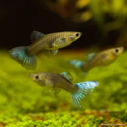 Guppy Fem. Blu Zaffiro - Poecilia Reticulata