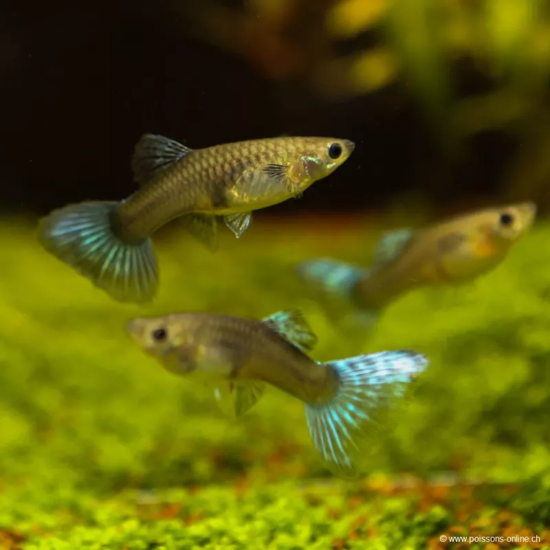 Guppy Weibchen Blue Saphir - Poecilia Reticulata