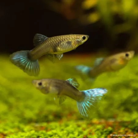 Guppy Fem. Blu Zaffiro - Poecilia Reticulata