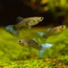 Guppy Femelle Bleu Saphir - Poecilia Reticulata