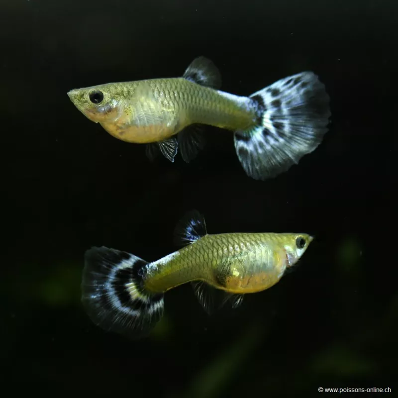 Guppy Weibchen Blue Butterfly - Poecilia Reticulata