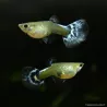 Guppy Weibchen Blue Butterfly - Poecilia Reticulata