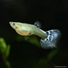 Guppy Weibchen Blue Butterfly - Poecilia Reticulata