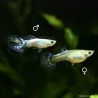 Guppy Fem. Blue Butterfly - Poecilia Reticulata