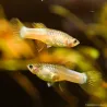 Guppy Fem. Bumblebee - Poecilia Reticulata
