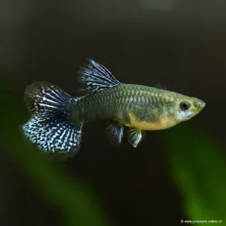 Guppy Femelle Cherry Dragon - Poecilia Reticulata