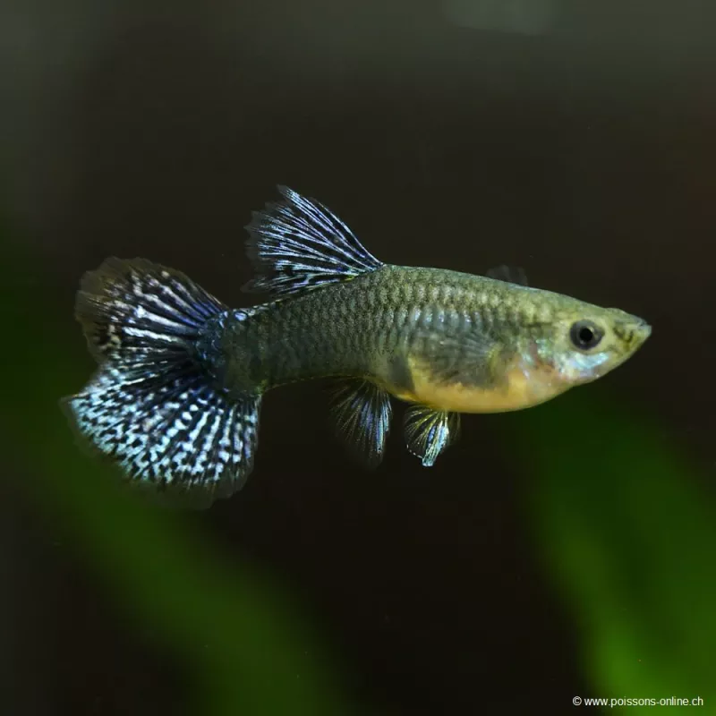 Guppy Femelle Cherry Dragon - Poecilia Reticulata