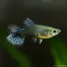 Guppy Femelle Cherry Dragon - Poecilia Reticulata
