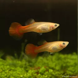Guppy Weibchen Chili Red - Poecilia Reticulata