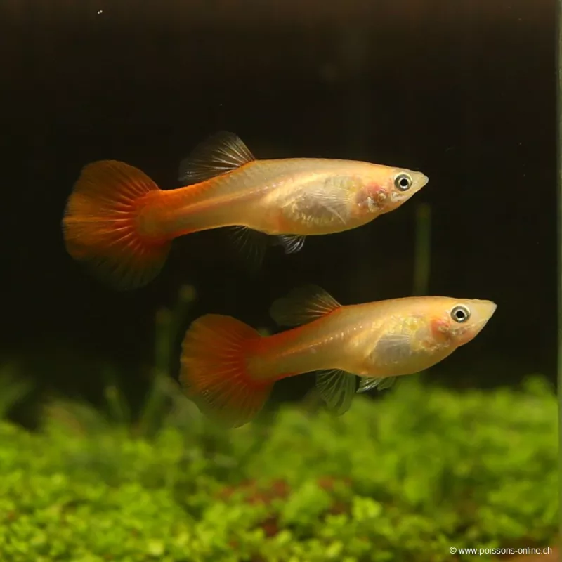 Guppy Femelle Chili Red - Poecilia Reticulata