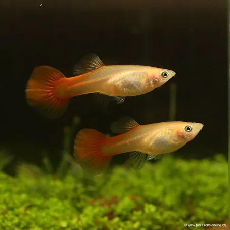 Guppy Femelle Chili Red - Poecilia Reticulata