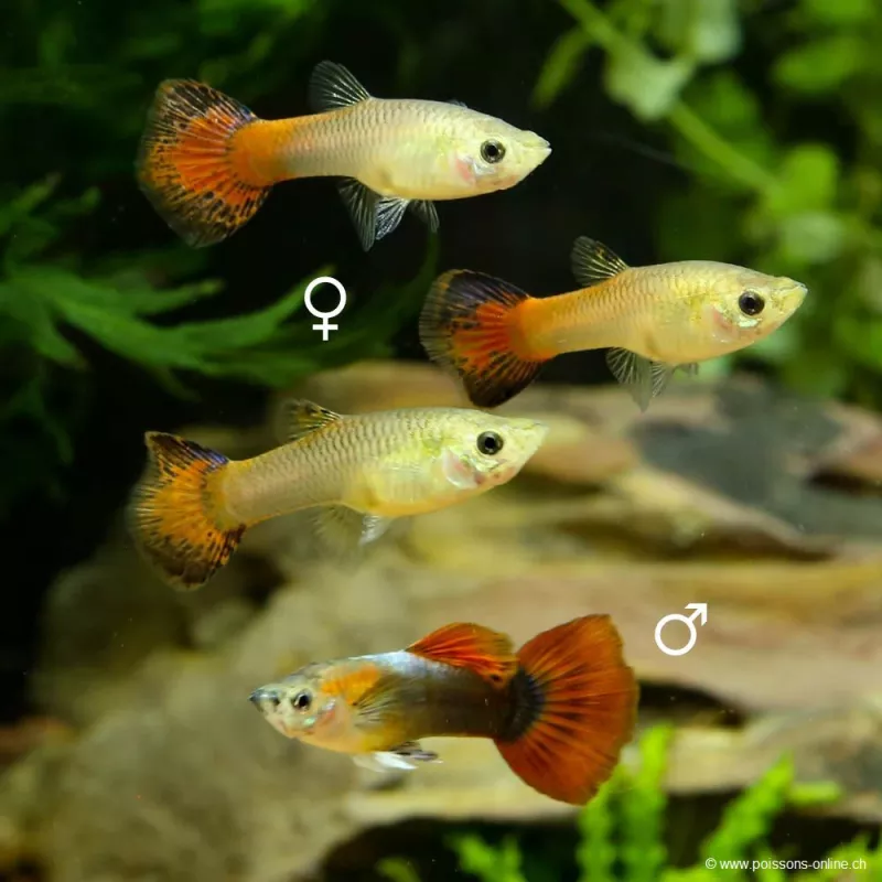 Guppy Fem. Coda Di Coper - Poecilia Reticulata