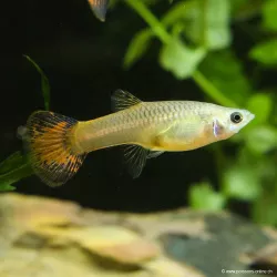 Guppy Fem. Coda Di Coper - Poecilia Reticulata