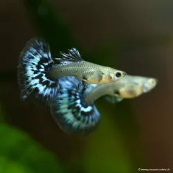 Guppy Weibchen Dumbo Black Body Mosaïc - Poecilia Reticulata