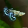 Guppy Femelle Dumbo Black Body Mosaïc - Poecilia Reticulata