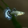 Guppy Femelle Dumbo Black Body Mosaïc - Poecilia Reticulata