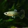 Guppy Weibchen Dumbo Dragon - Poecilia Reticulata