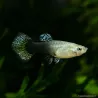 Guppy Weibchen Dumbo Dragon - Poecilia Reticulata